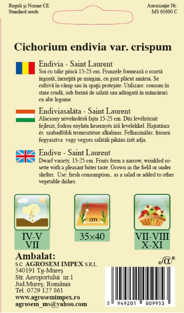 Endivia - Saint Laurent