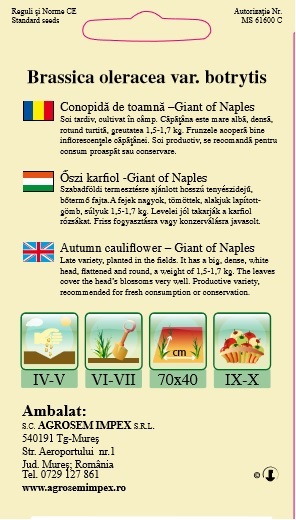 Conopidă toamnă - Giant of Naples