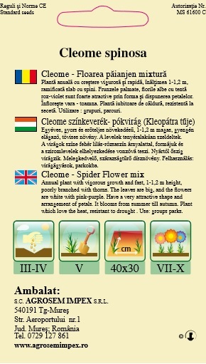 Cleome - Floarea păianjen