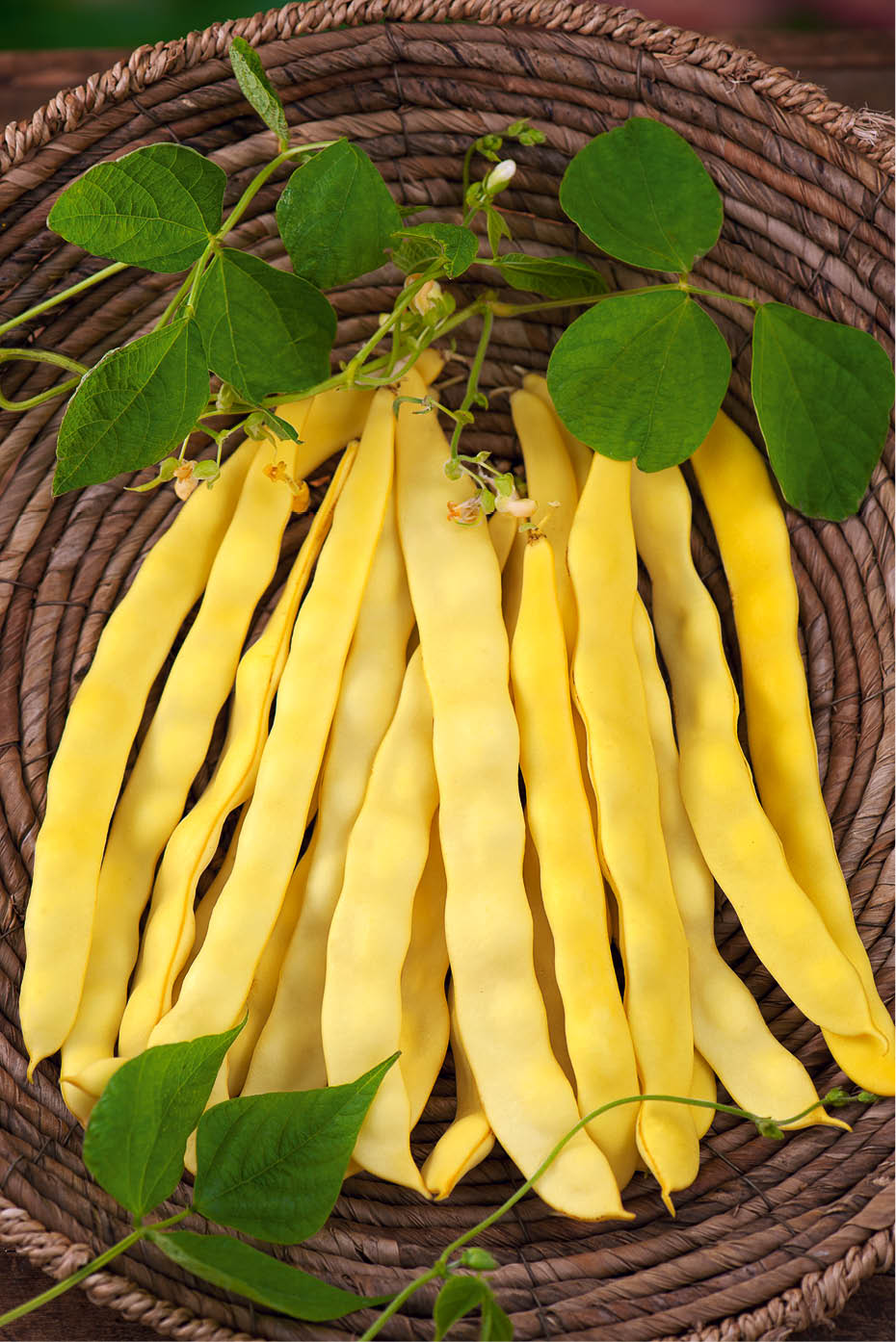 Fasole urcătoare - Goldfield