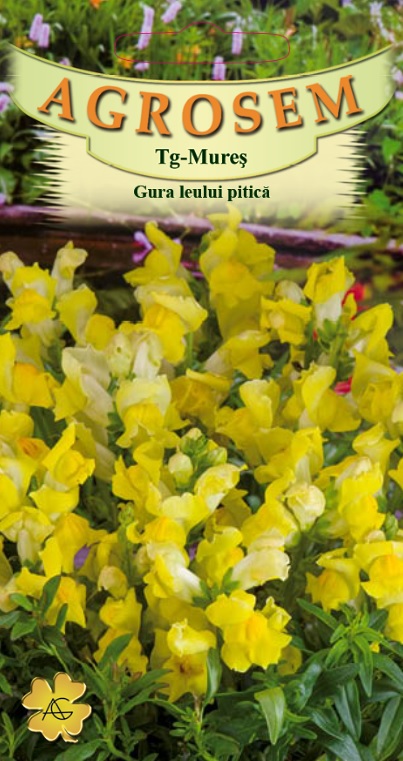 Gura leului pitică galbenă