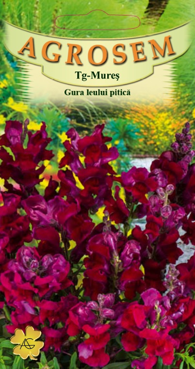 Gura leului pitică roșie