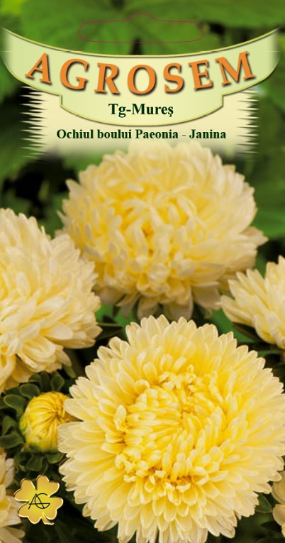 Ochiul boului Paeonia Galben Janina