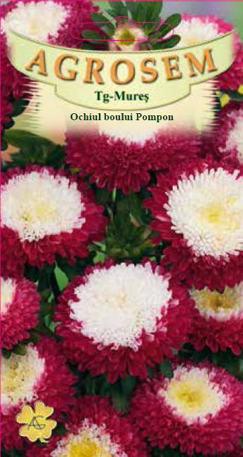 Ochiul boului Pompon Roşu cu Alb