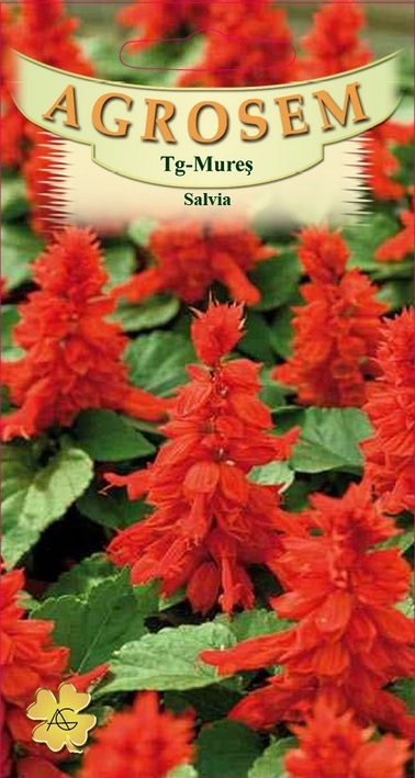 Salvia roșie