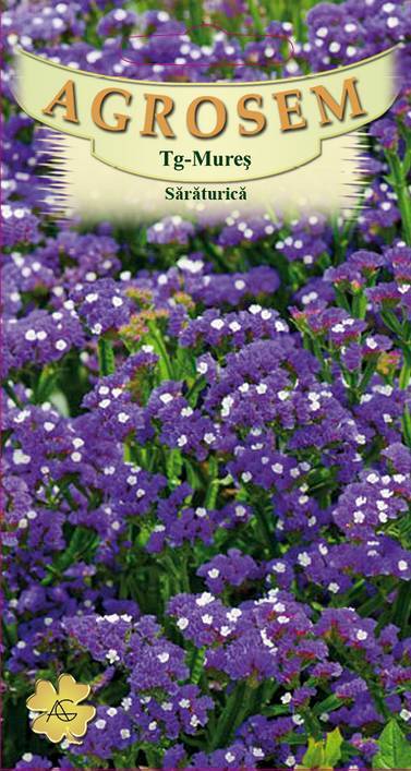 Sărăturică albastră