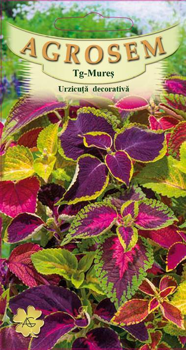 Urzicuţă decorativă