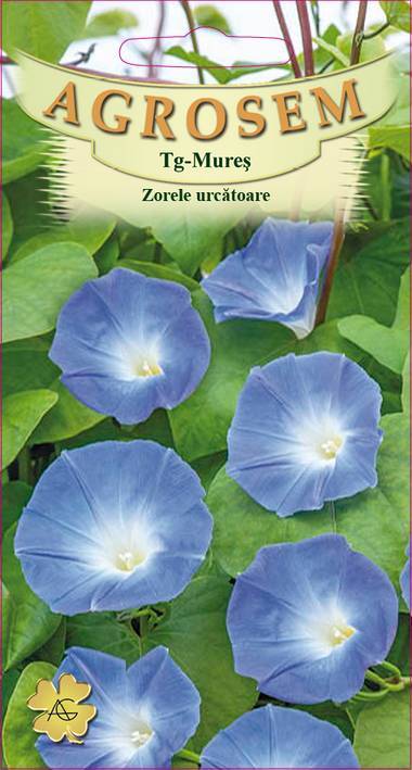 Zorele urcătoare albastre