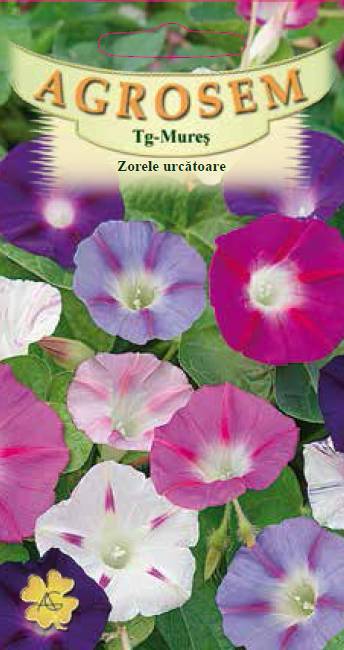 Zorele urcătoare mix