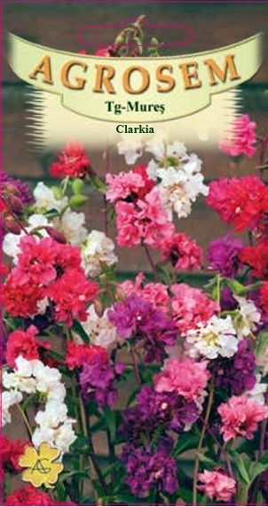 Clarkia