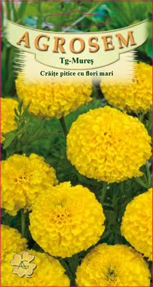 Crăiţe pitice cu flori mari galbene