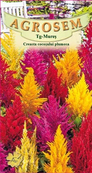 Creasta cocoșului plumosa