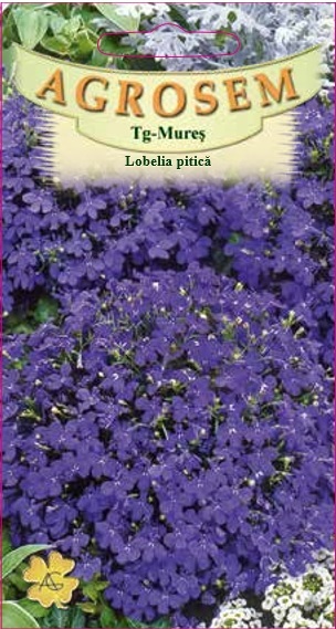 Lobelia pitică albastră