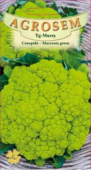 Conopidă verde - Macerată Green