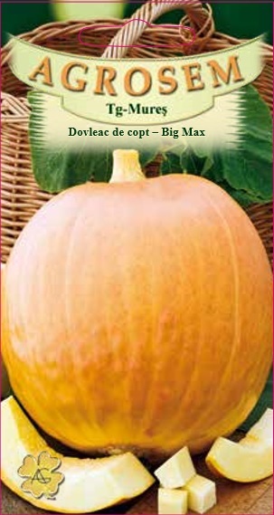 Dovleac de copt - Big Max