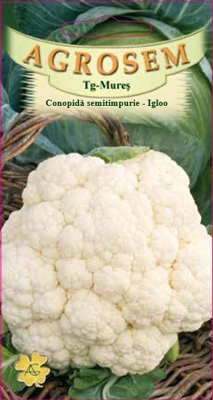 Conopidă semitimpurie - Igloo