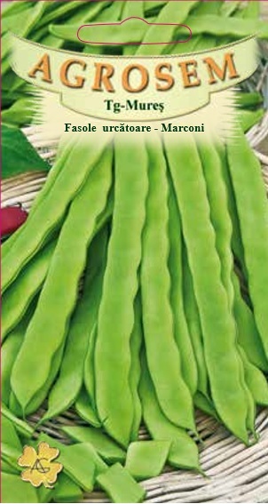 Fasole urcătoare - Marconi