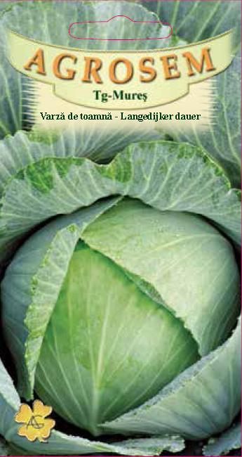 Varză de toamnă - Langedijker dauer