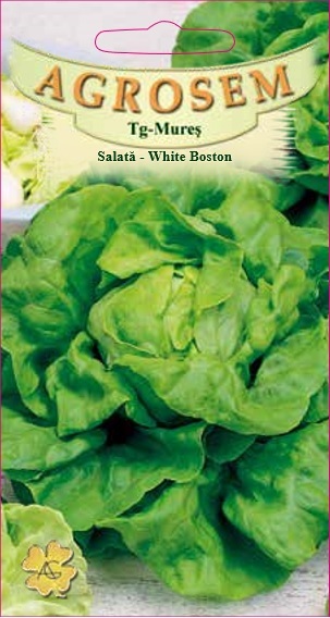 Salată - White Boston