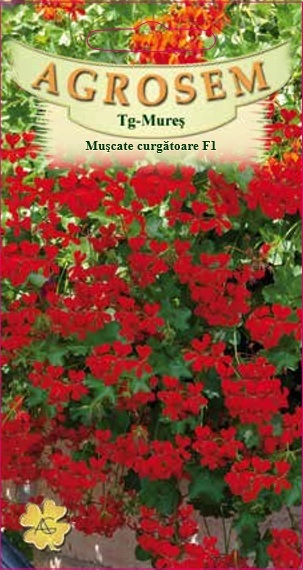 Muşcate curgătoare F1