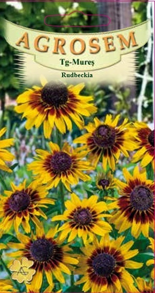 Rudbeckia