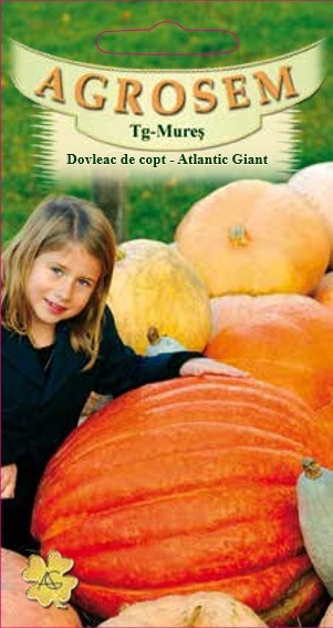 Dovleac de copt-Atlantic Giant