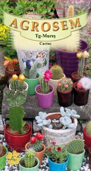 Cactus
