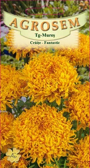 Crăițe - Fantastic