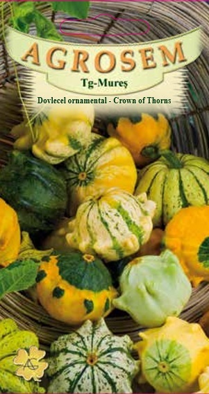 Dovlecel ornamental - Crown of Thorns