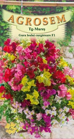 Gura leului curgătoare F1