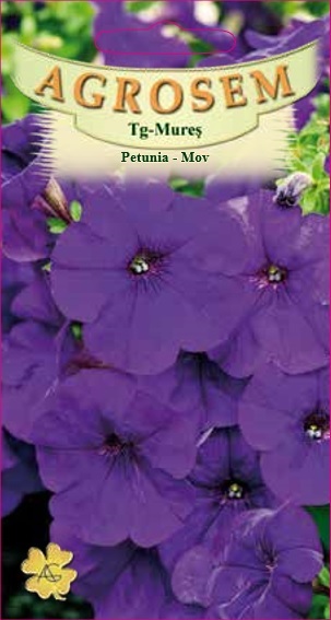 Petunia mov
