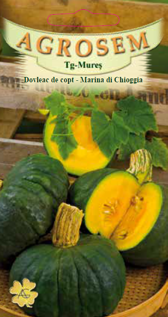 Dovleac de copt-Marina di Chioggia