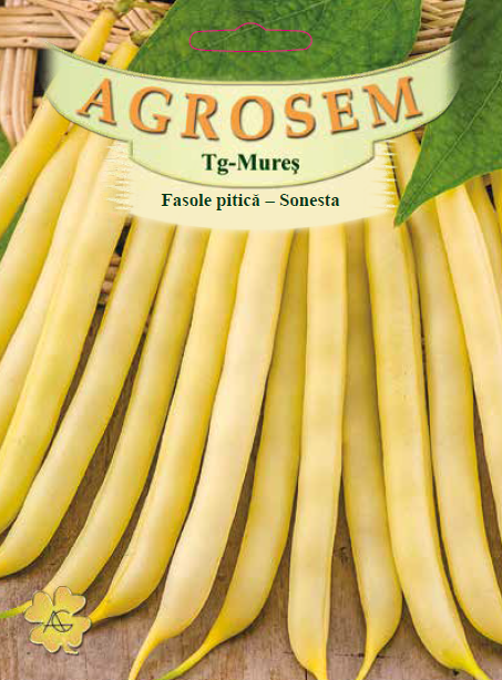 Fasole pitică-Sonesta