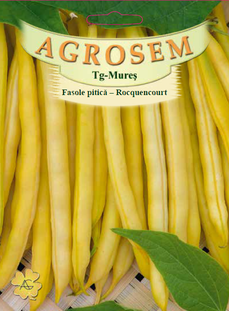 Fasole pitică-Rocquencourt