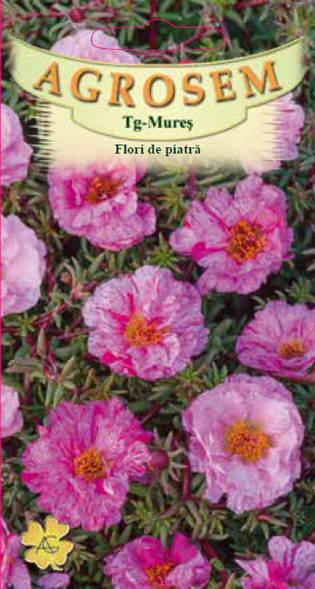 Flori de piatră Rose