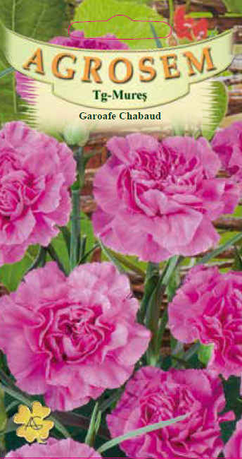 Garoafe Chabaud Pink