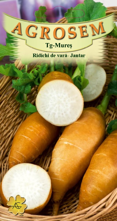 Ridichi de vară - Jantar