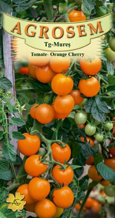 Tomate - Orange Cherry
